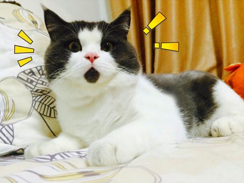 a2014-10-17omg-cat-funny-4